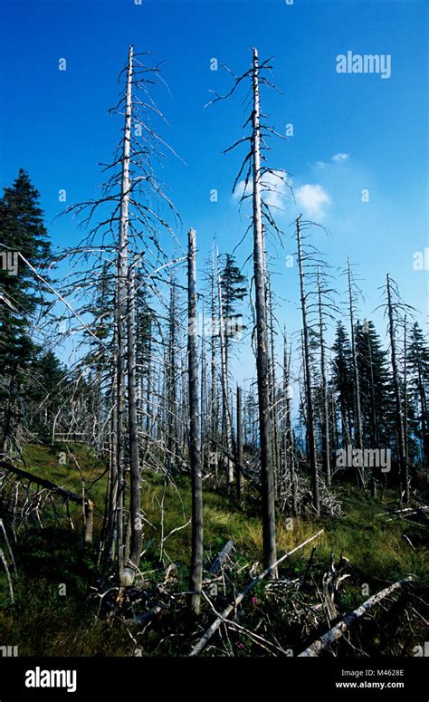 Forest damaged by acid rain hi-res stock photography and images - Alamy