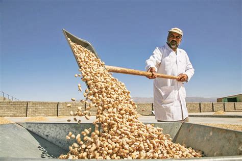 How to Harvest Pistachios?