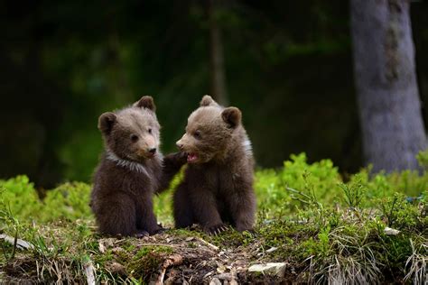 2000x1335 Adorable Bear Cubs Wallpaper Background Image. View, download ...