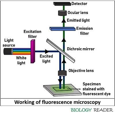 Fluorescence Microscopy - Definition, Working & Components - Biology Reader