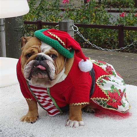 Bulldog – Calm Courageous and Friendly | Bulldog halloween costumes, Dog halloween costumes, Bulldog