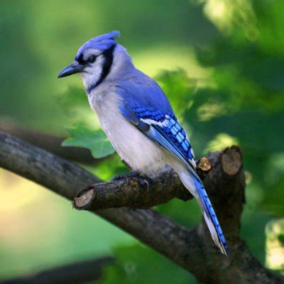 Blue Jay- New Jersey Bird Photos