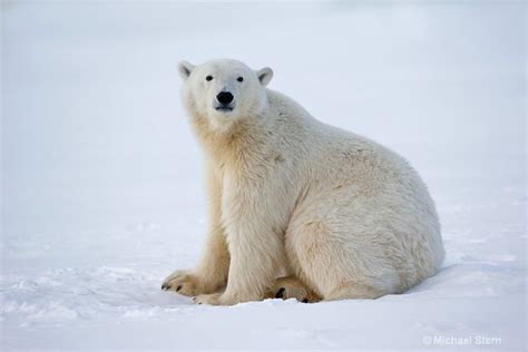 polar-bear-sitting-and-looking-12x18--october10201 | Polar bear, Bear, Polar