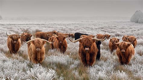 Highland Cattle – Bing Wallpaper Download