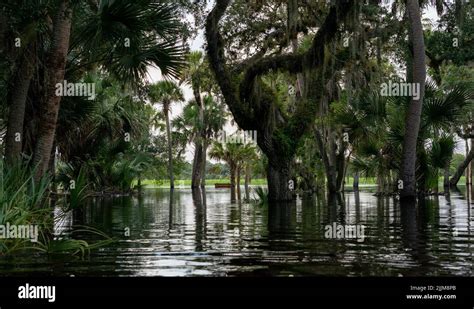 The Myakka State Park in Florida Stock Photo - Alamy