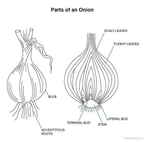 7 Parts of an Onion: Their Names and Functions? (+ Graphic)