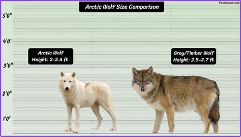 Arctic Wolf Size: How Big Are They Compared To Others?