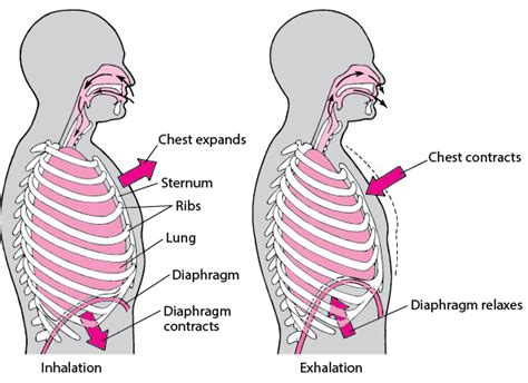 Explain the Mechanism of Breathing in Human Beings - CBSE Class Notes ...