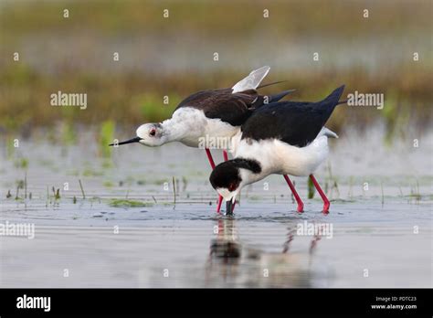 Black-winged Stilt breeding pair Stock Photo - Alamy