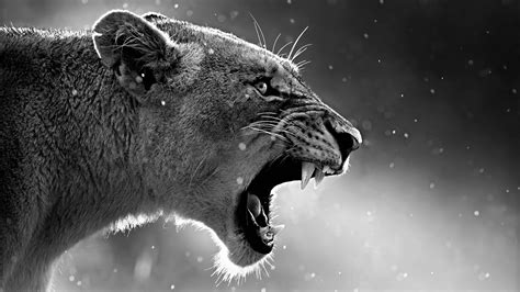 Lion Roaring, HD Animals, 4k Wallpapers, Images, Backgrounds, Photos and Pictures