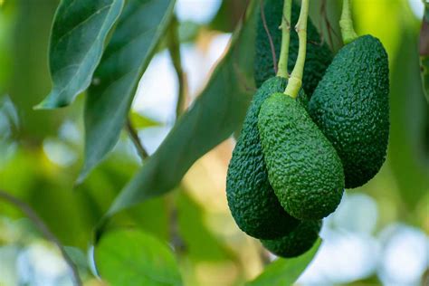 How to Harvest Avocados in 3 Easy Steps - Minneopa Orchards