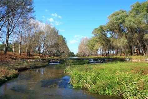 River scenery stock image. Image of tree, plant, plants - 6873095