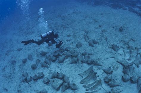 Egypt-Europe Underwater Archaeology Ends Mission in Alexandria Coast ...