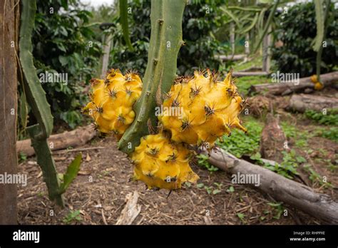 Three Yellow Dragon Fruit or Pitaya (Pitahaya) growing on Dragon Fruit Cactus among Coffee ...