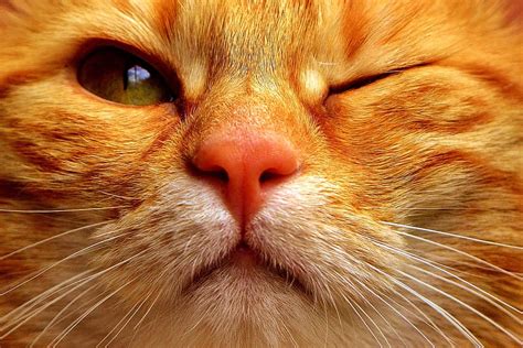 HD wallpaper: close up photography of orange tabby cat, mackerel, wink, funny | Wallpaper Flare