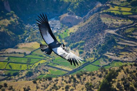 Andean Condors in Peru: All you need to know | Peruvian Soul