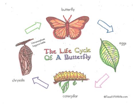 Life Cycle Of A Caterpillar Clipart