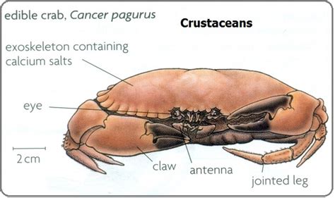 Crustaceans - Respiratory System