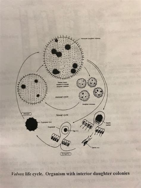 Volvox Life Cycle Diagram | Quizlet