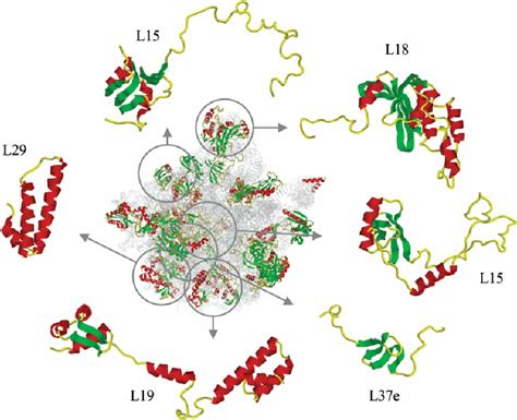 Structure of ribosomal proteins. Protein components of the large ...