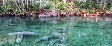 Manatees at Blue Spring State Park | Florida State Parks