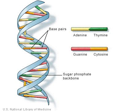 Biology for Kids: DNA and Genes