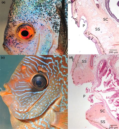 Hole‐in‐the‐head disease in discus fish, Symphysodon (Heckel, 1840): Is it a consequence of a ...