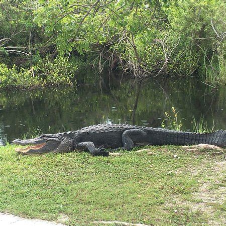 Shark Valley (Everglades National Park) - 2018 All You Need to Know Before You Go (with Photos ...