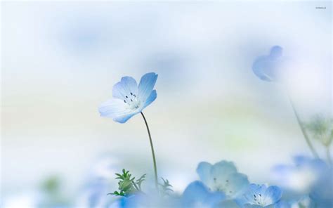 Blue Flowers Wallpapers High Quality Download Free | Blue flower ...