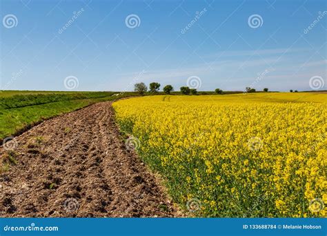 Spring Farm Landscape of a Canola/Rapeseed Field Stock Photo - Image of crops, oilseed: 133688784