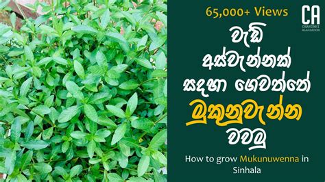 ගෙවත්තේ මුකුනුවැන්න වවමු | How to grow Mukunuwenna in Sinhala - YouTube