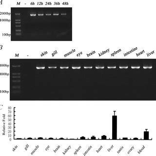 Colocalization of zebrafish TRIF with a Golgi apparatus marker gene.... | Download Scientific ...