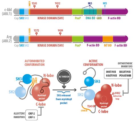 c-Abl structure and enzymatic regulation. Upper panel: Abelson ...