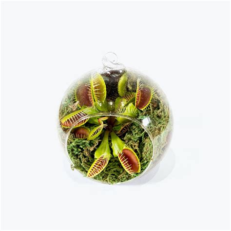 Venus Flytrap Terrarium - Dionaea Muscipula - House Plants Delivery Toronto - JOMO Studio