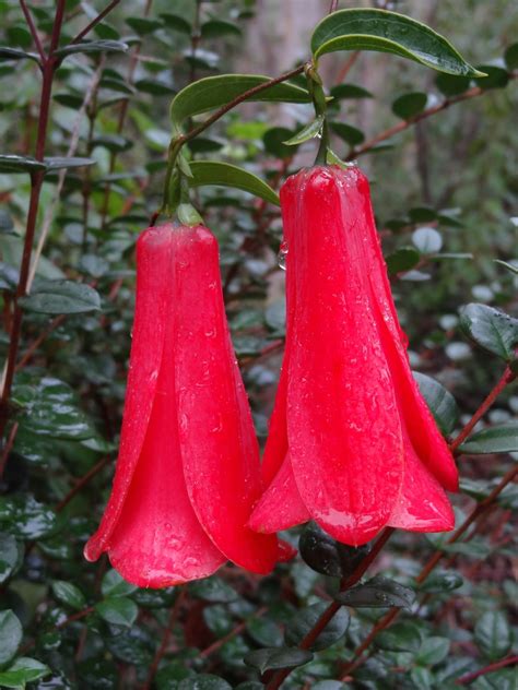 Lapageria rosea Chilean bellflower fresh seeds | Etsy