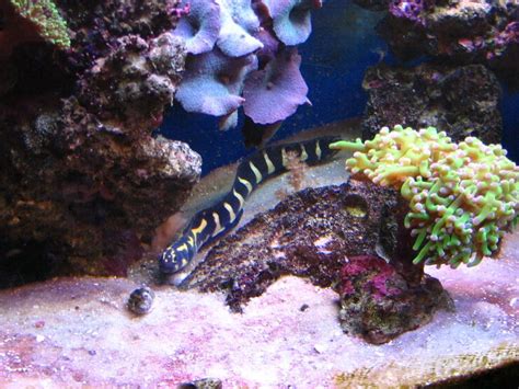 Engineer Goby | Pet fish, Home aquarium, Saltwater aquarium