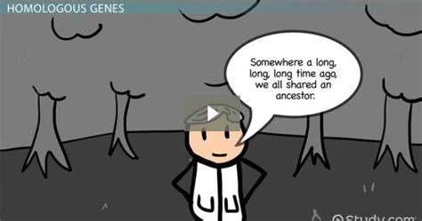 Homologous Genes: Definition & Types - Video & Lesson Transcript | Study.com