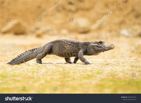 Dwarf Crocodile Osteolaemus Tetraspis Known African Stock Photo ...