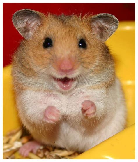 Happy Hamster | Cute animals, Cute hamsters, Smiling animals