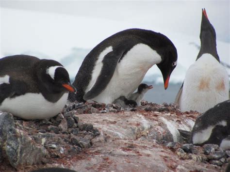 What Do Penguins Eat ? - Penguins Blog