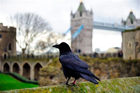 The Queen Raven At The Tower Of London Has Gone Missing