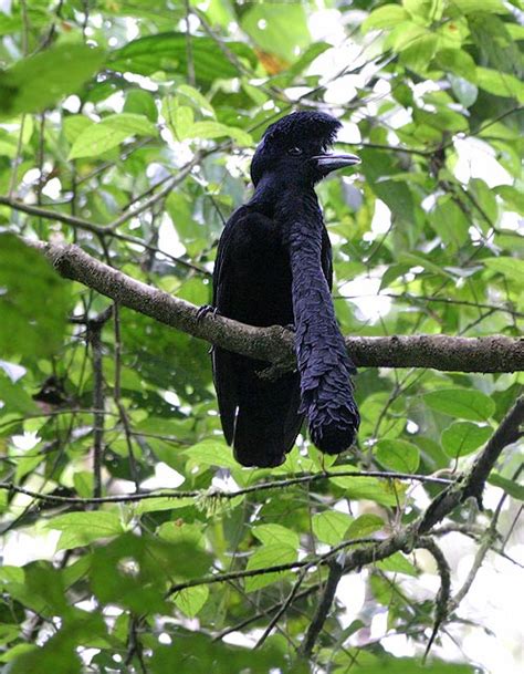 Long-Wattled Umbrella Bird « Creepy Animals