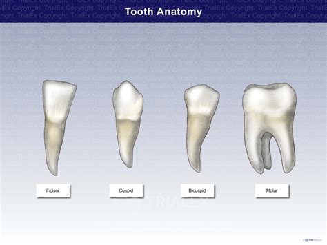 Tooth Anatomy - TrialQuest Inc.