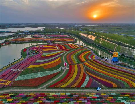 Les champs de Tulipes aux Pays Bas (Hollande)