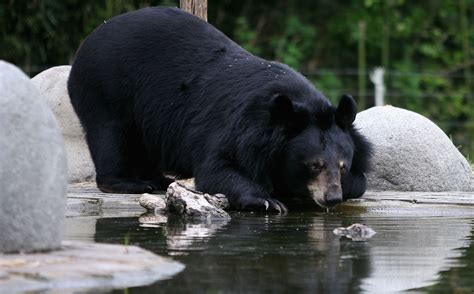 Moon Bear Rescue Centre In Chengdu