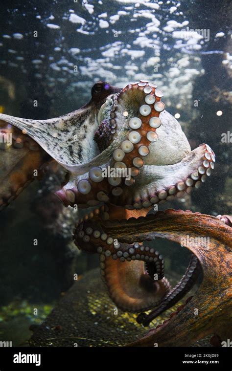 Octopus in the aquarium. Common octopus (Octopus vulgaris). Wild animal ...