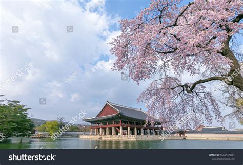 Gyeongbokgung Palace Cherry Blossom Springseoulsouth Korea Stock Photo ...