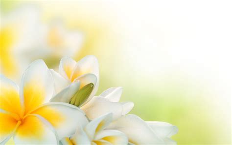 Wallpaper - White Temple Flowers Background (#1205136) - HD Wallpaper ...