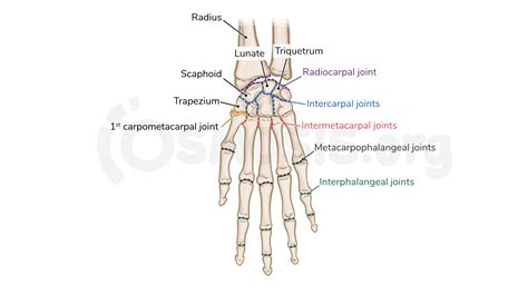 Carpometacarpal Joint Anatomy