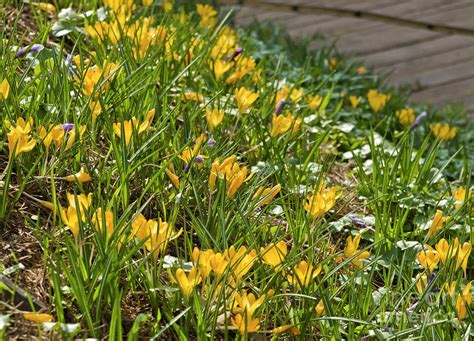 Yellow crocuses Photograph by Irina Afonskaya - Fine Art America